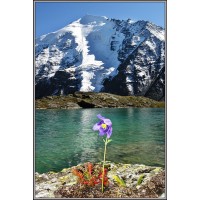 Одинокий цветок Долины Семи Озер. Алтай.